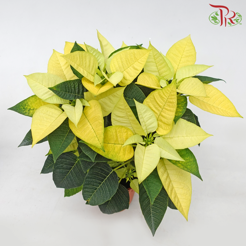 Poinsettia - Yellow《圣诞红》 - Pudu Ria Florist