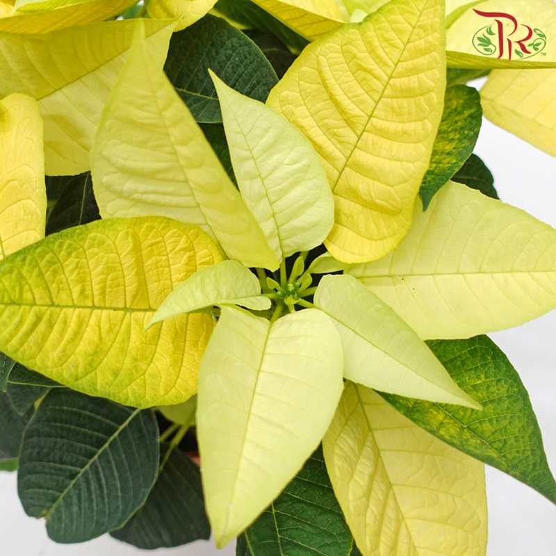 Poinsettia - Yellow《圣诞红》 - Pudu Ria Florist
