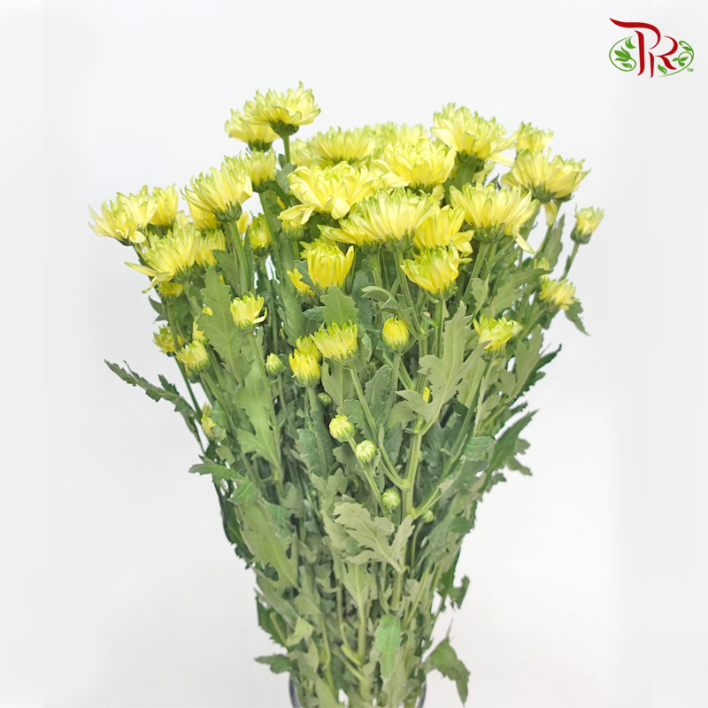 Chrysanthemum Pompom - Tone Yellow & Green (12 Stems) - Pudu Ria Florist