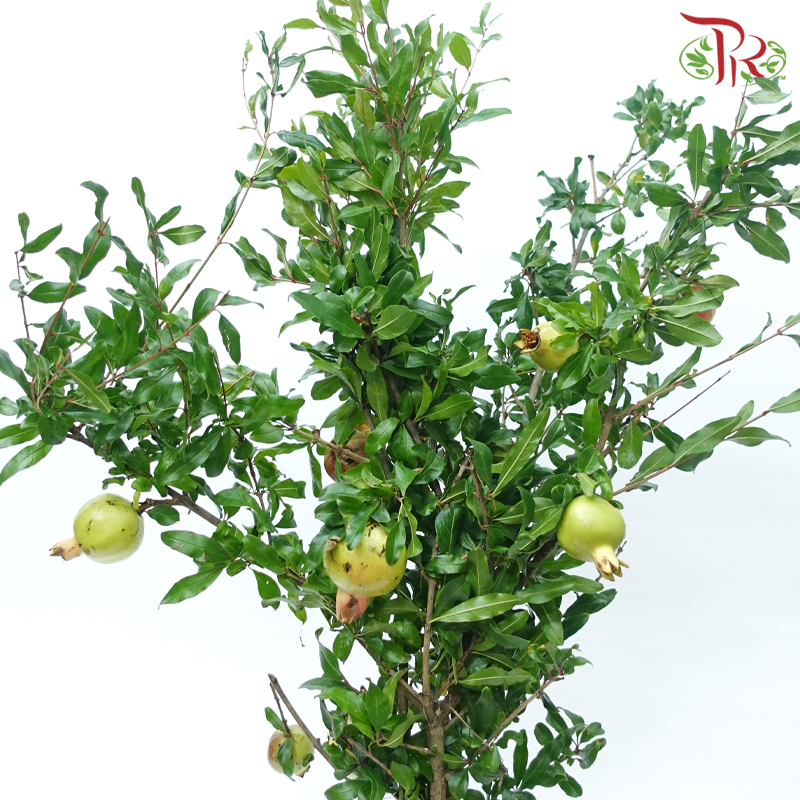 Pomegranate Twig 《石榴枝》