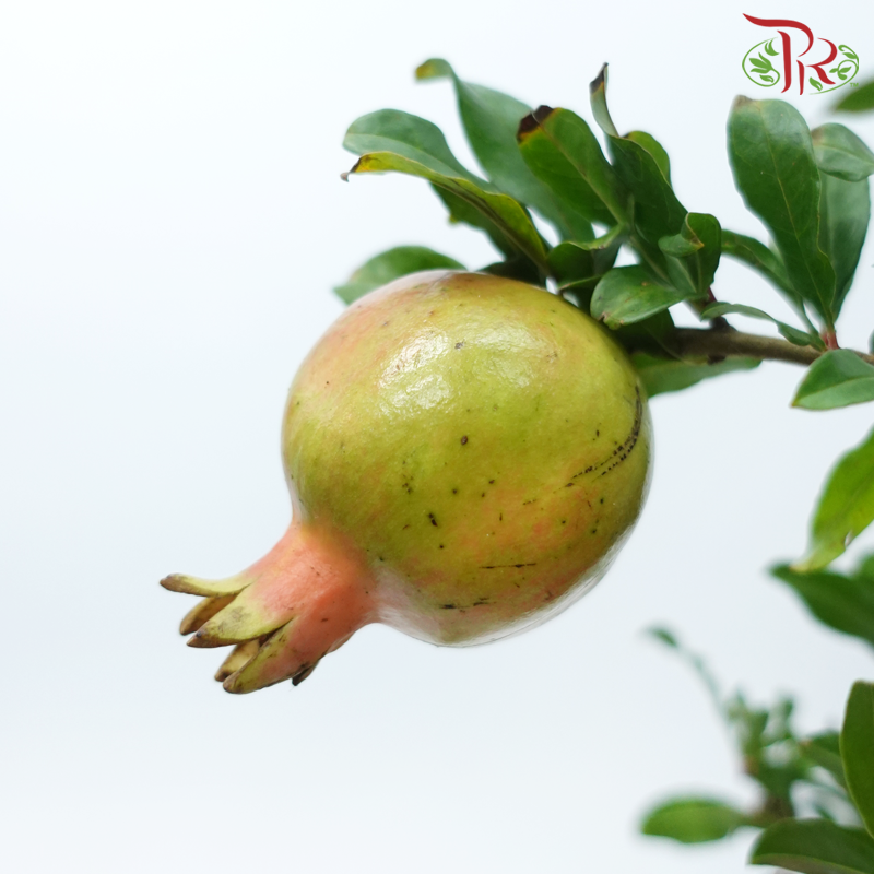 Pomegranate Twig 《石榴枝》