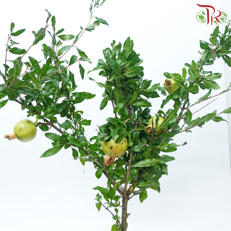 Pomegranate Twig 《石榴枝》