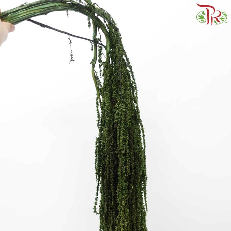Preserved Amaranthus Hanging
