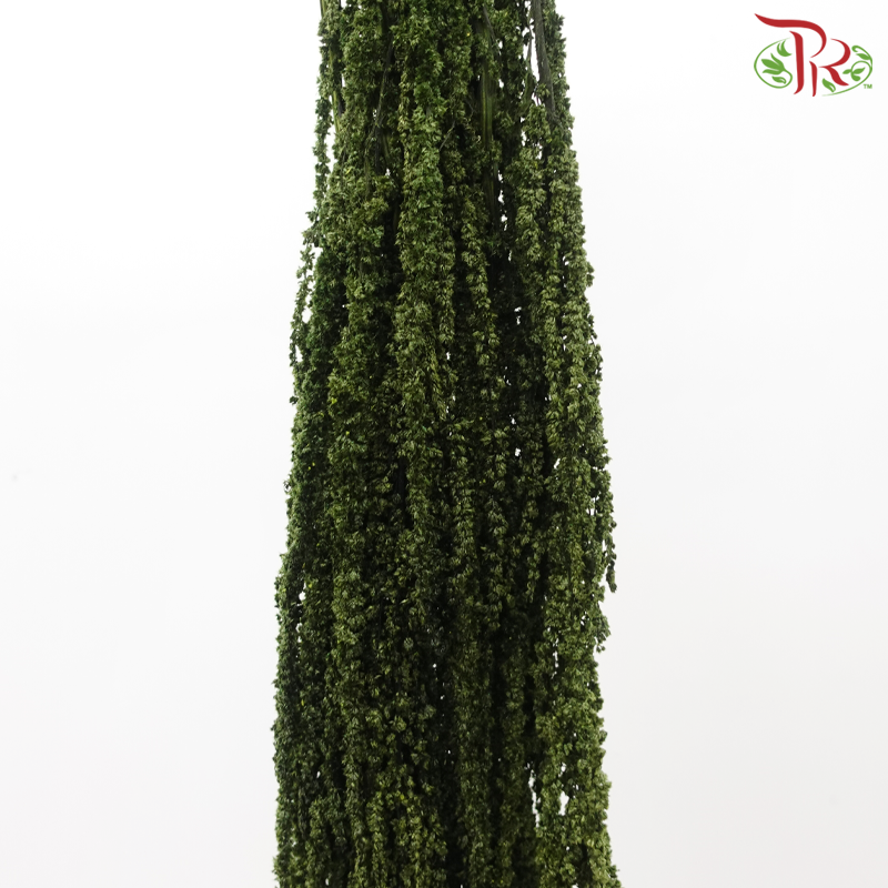 Preserved Amaranthus Hanging