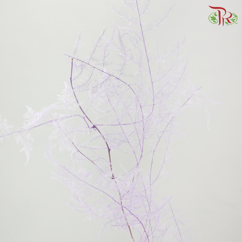 Preserved Asparagus Fern