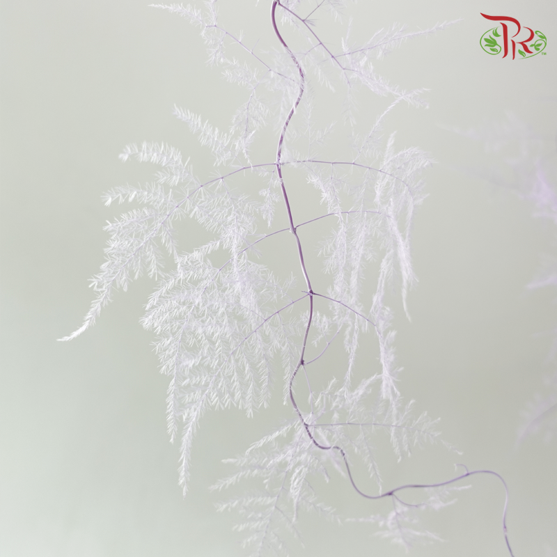 Preserved Asparagus Fern