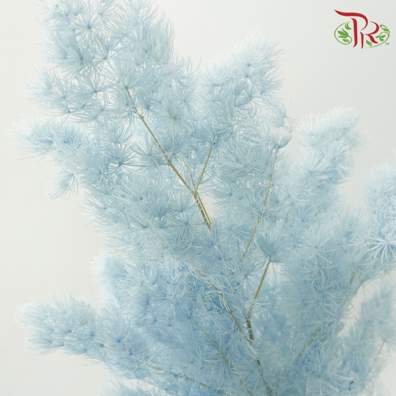 Preserved Asparagus Leaf