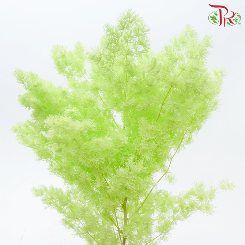 Preserved Asparagus Leaf