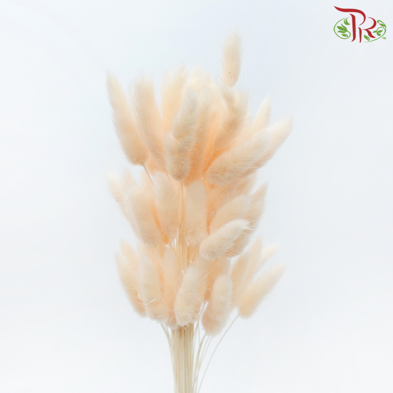 Dry Lagurus Bunny Tail