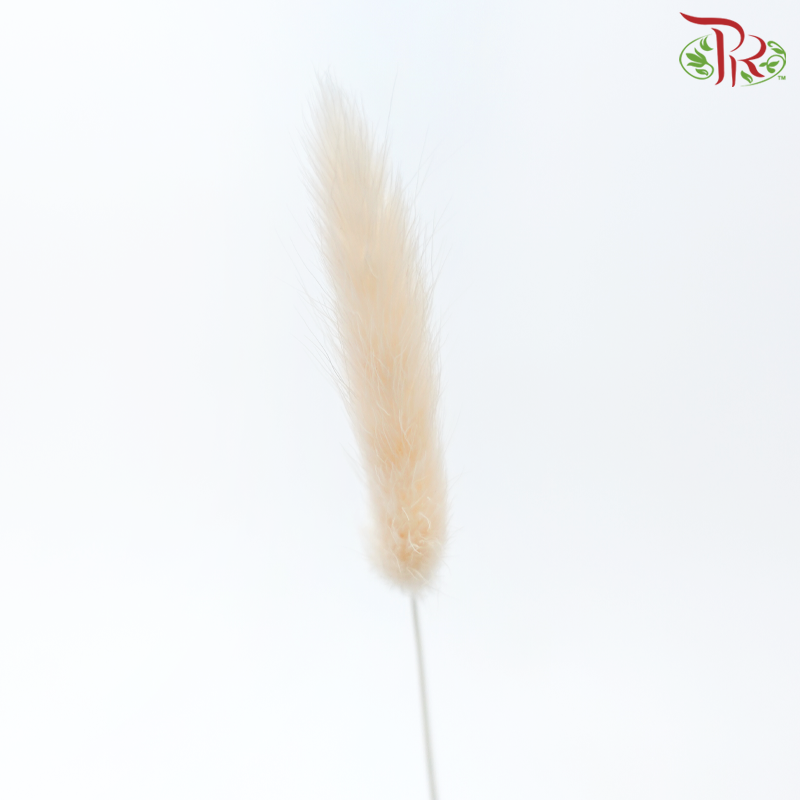 Dry Lagurus Bunny Tail