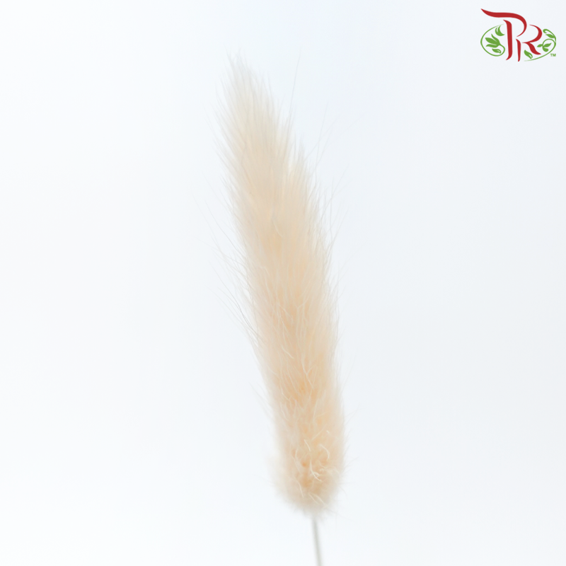 Dry Lagurus Bunny Tail