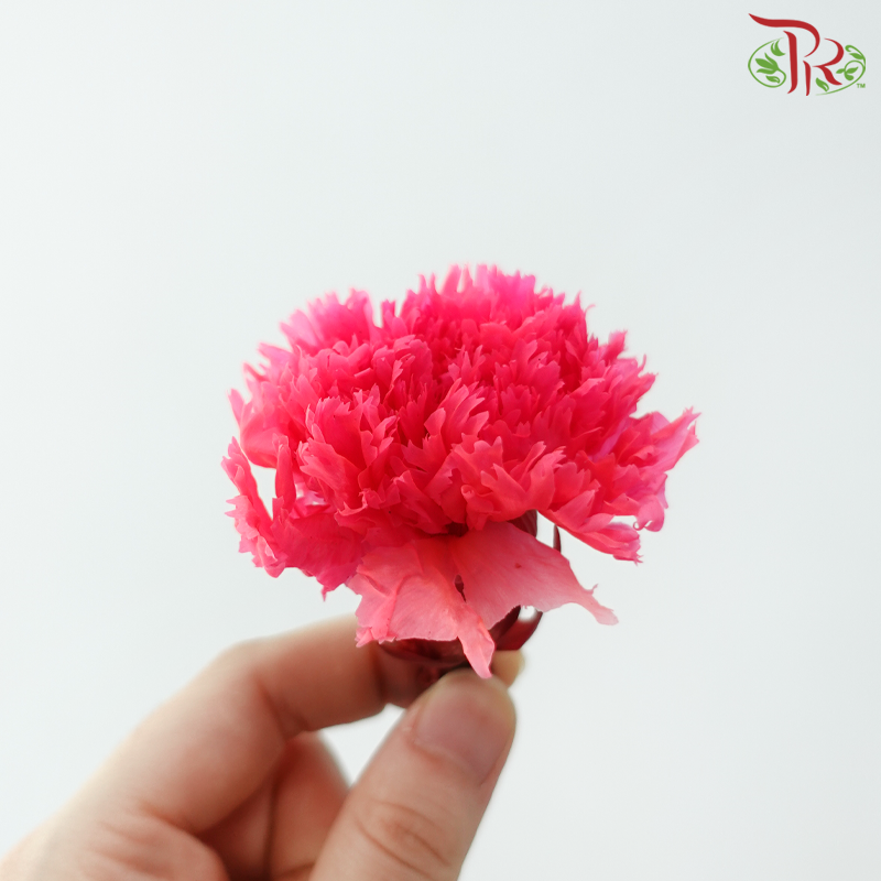 Preserved Carnation