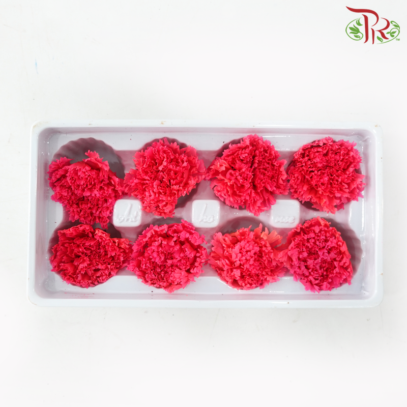 Preserved Carnation