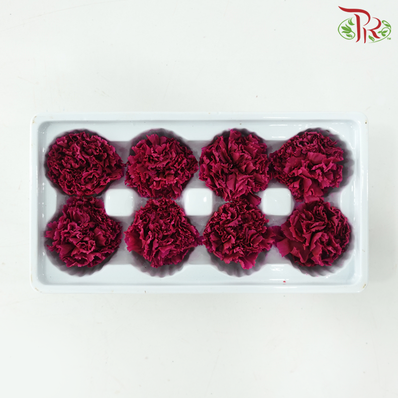 Preserved Carnation