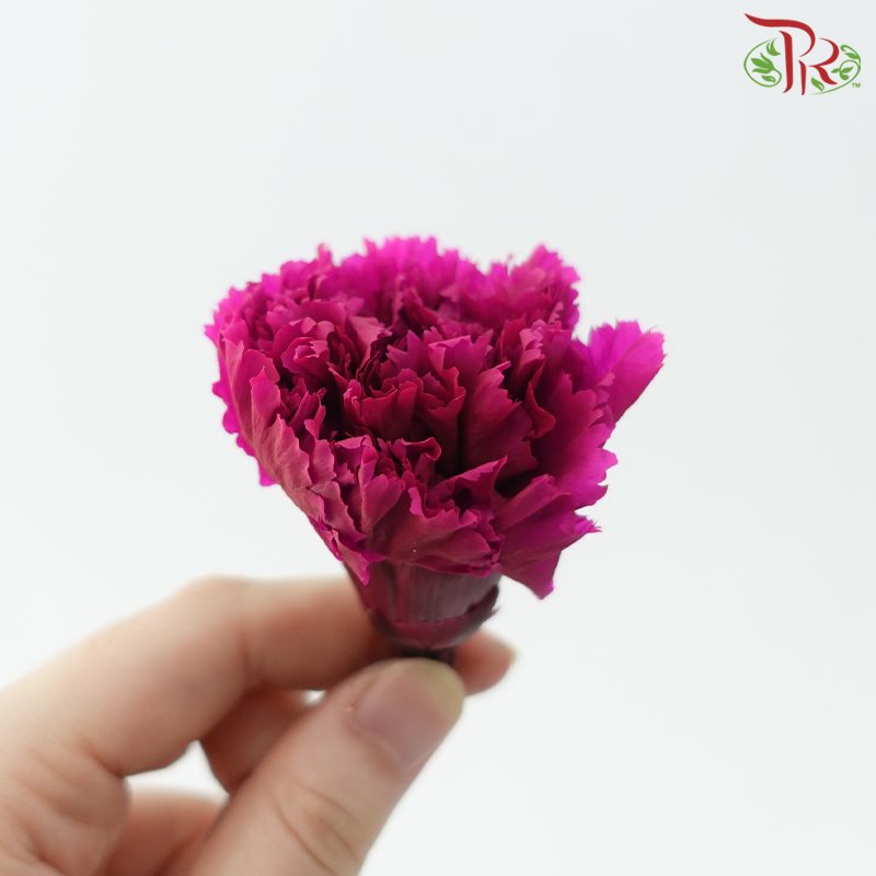 Preserved Carnation