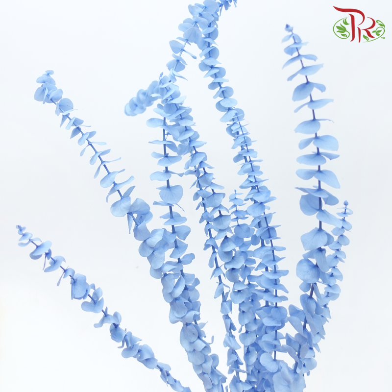 Preserved Eucalyptus Baby Blue Bleached