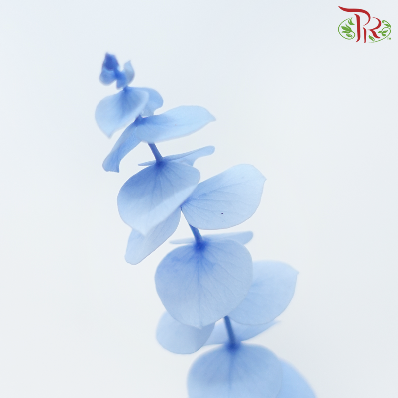 Preserved Eucalyptus Baby Blue Bleached
