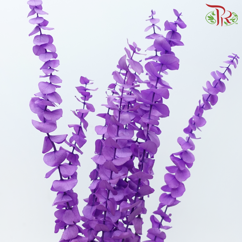 Preserved Eucalyptus Baby Blue Bleached