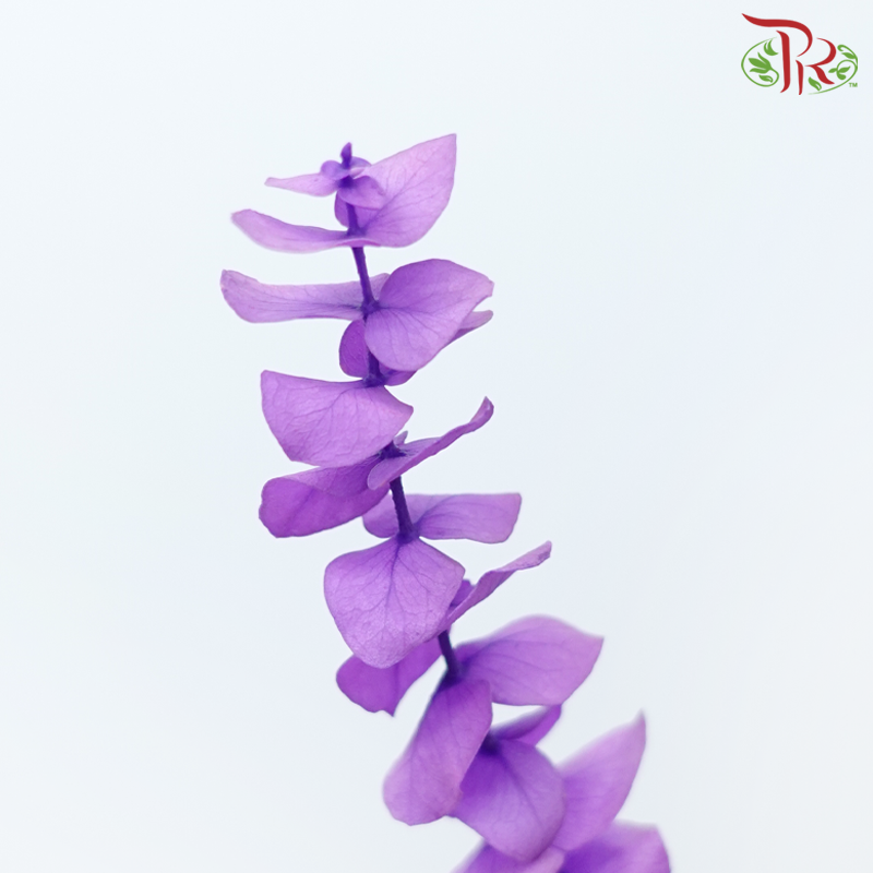 Preserved Eucalyptus Baby Blue Bleached