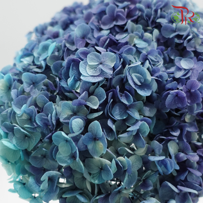 Preserved Hydrangea