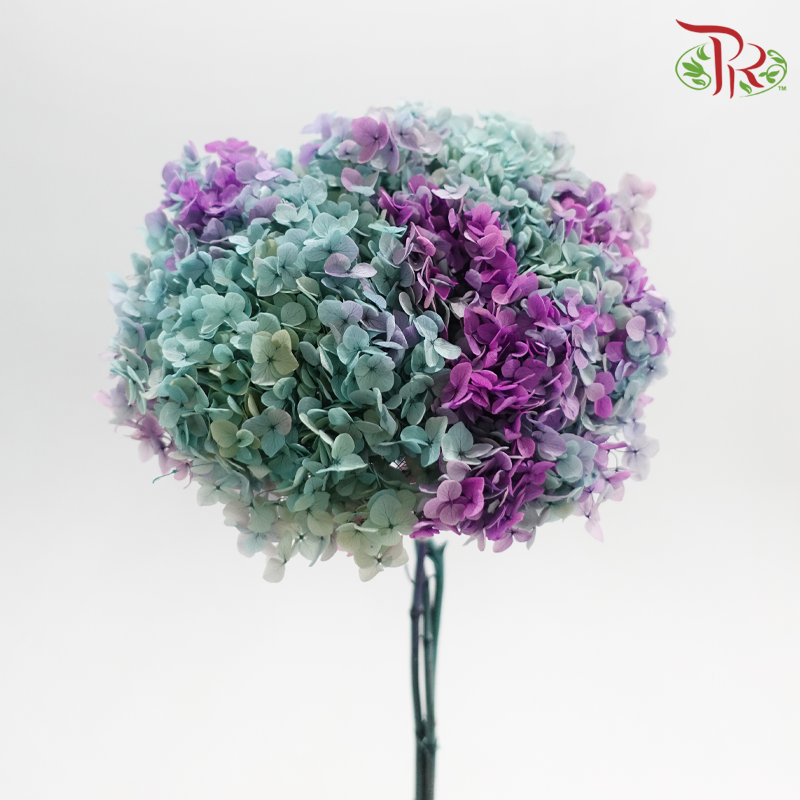 Preserved Hydrangea