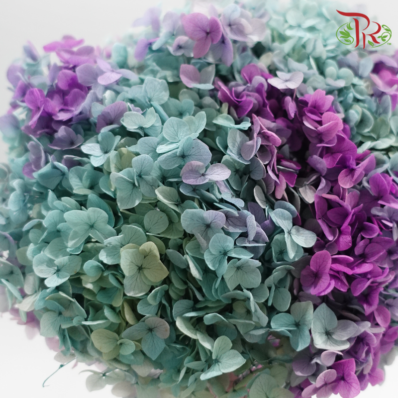Preserved Hydrangea