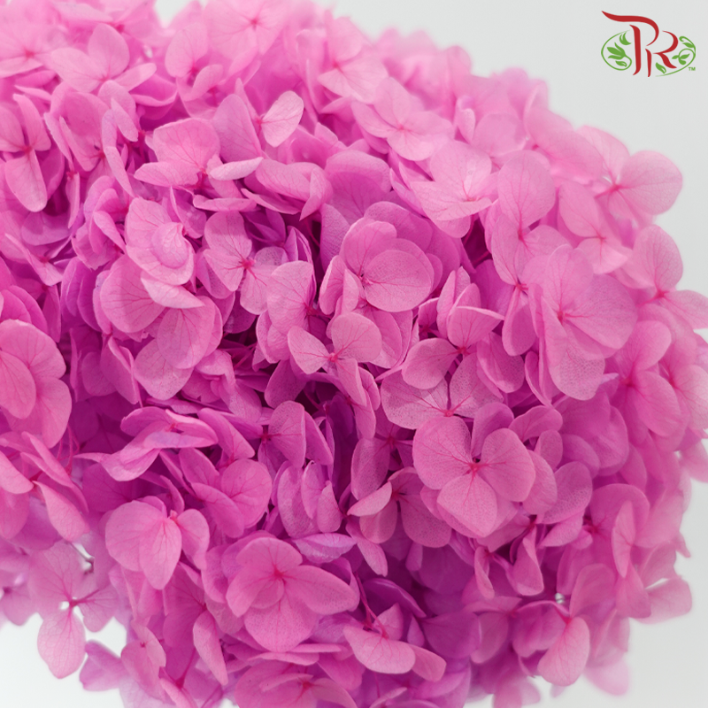 Preserved Hydrangea