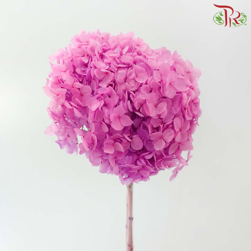 Preserved Hydrangea