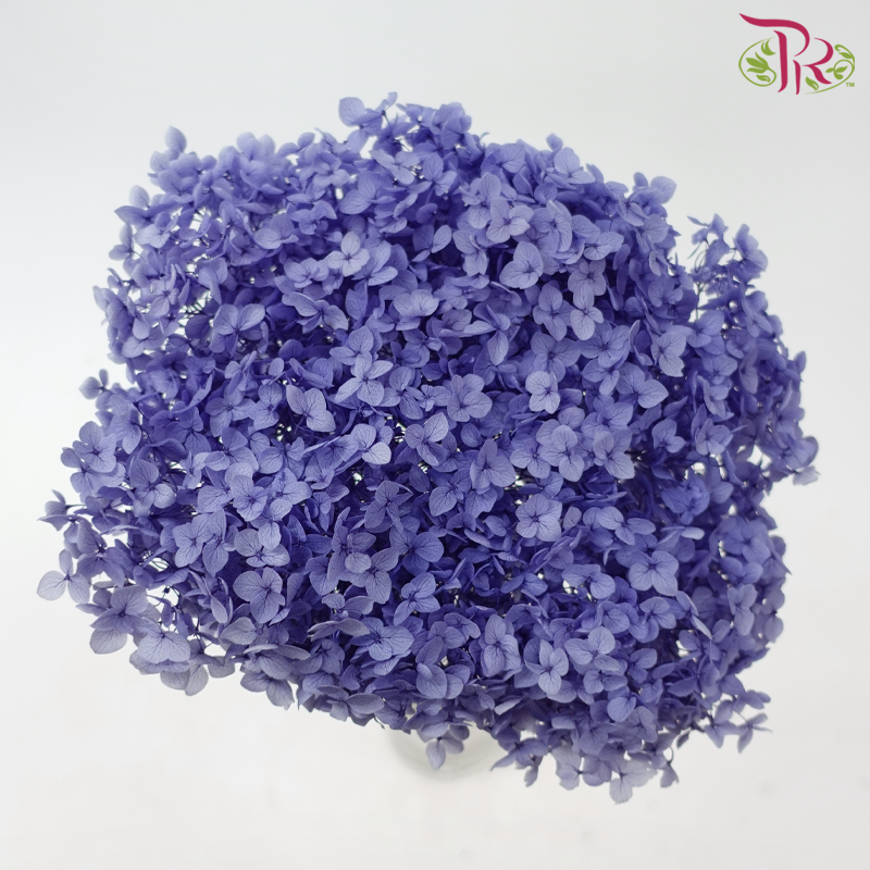 Preserved Hydrangea