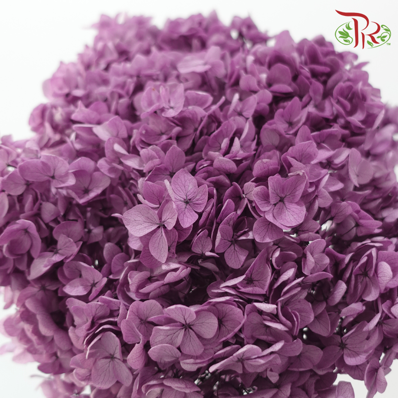 Preserved Hydrangea