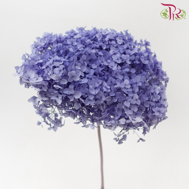 Preserved Hydrangea