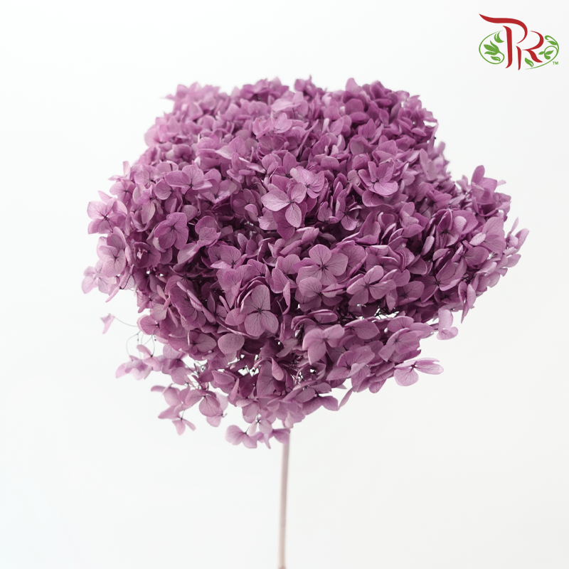 Preserved Hydrangea