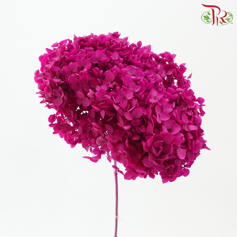 Preserved Hydrangea