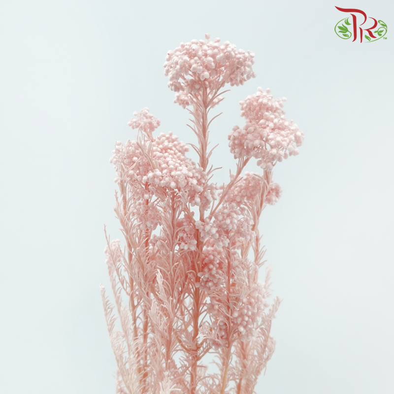 Preserved Rice Flower