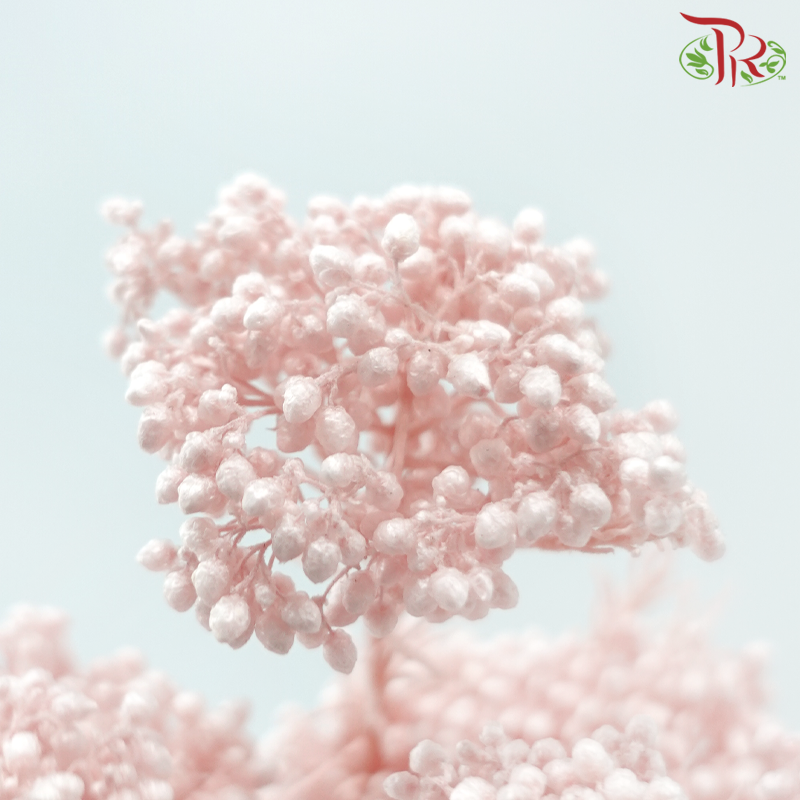 Preserved Rice Flower