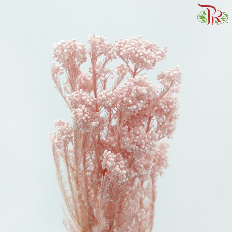 Preserved Rice Flower