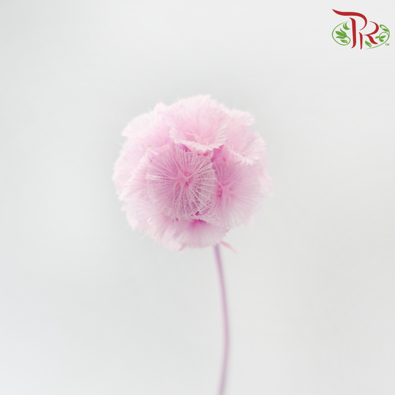 Preserved Scabiosa