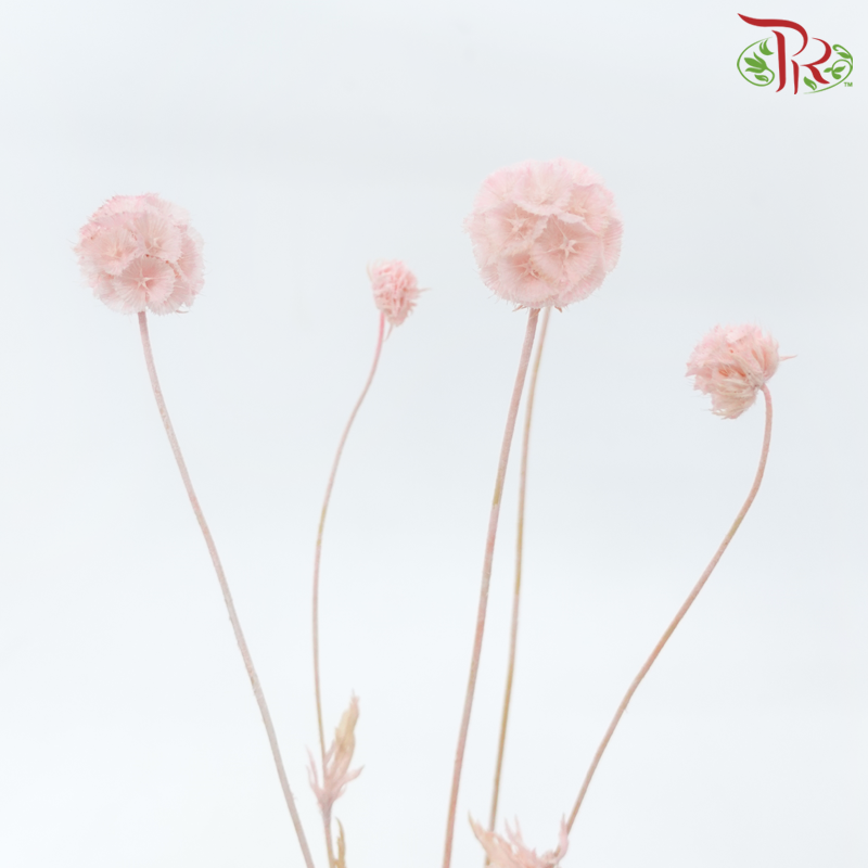 Preserved Scabiosa