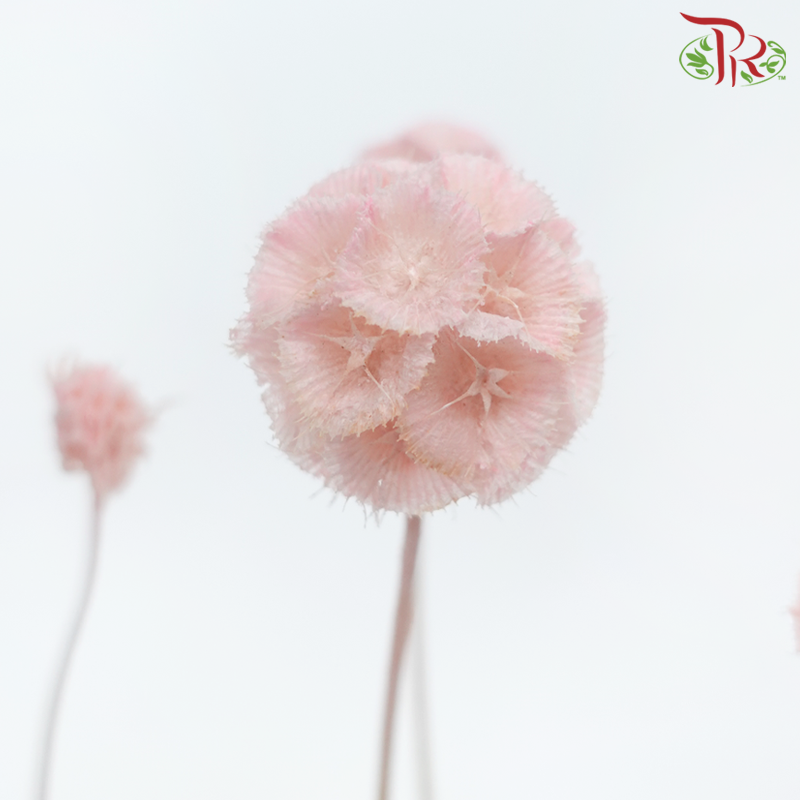 Preserved Scabiosa