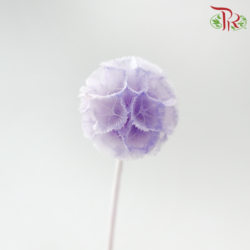 Preserved Scabiosa