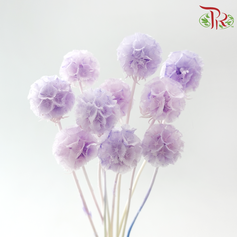 Preserved Scabiosa