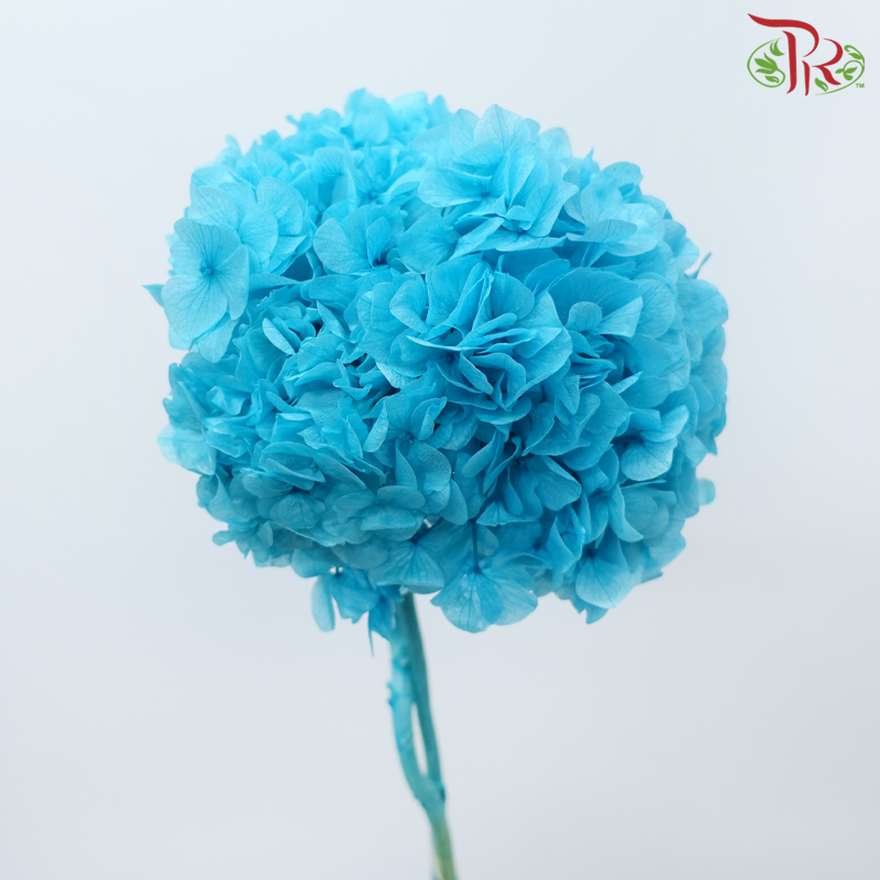 Preserved Hydrangea