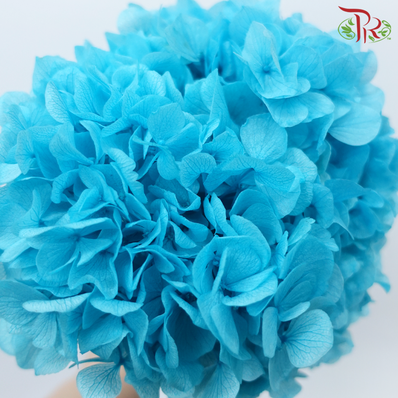 Preserved Hydrangea