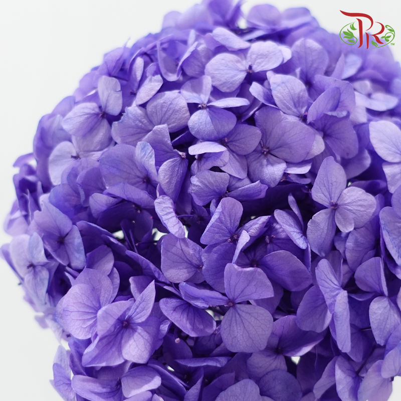 Preserved Hydrangea