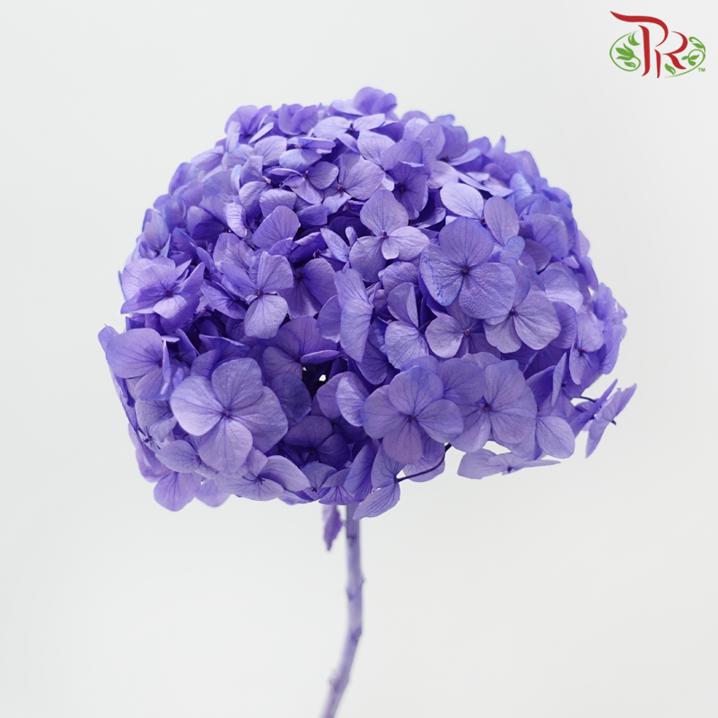Preserved Hydrangea