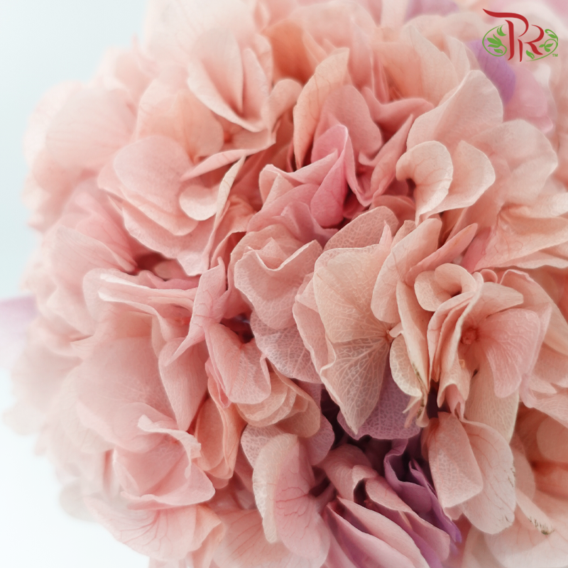 Preserved Hydrangea