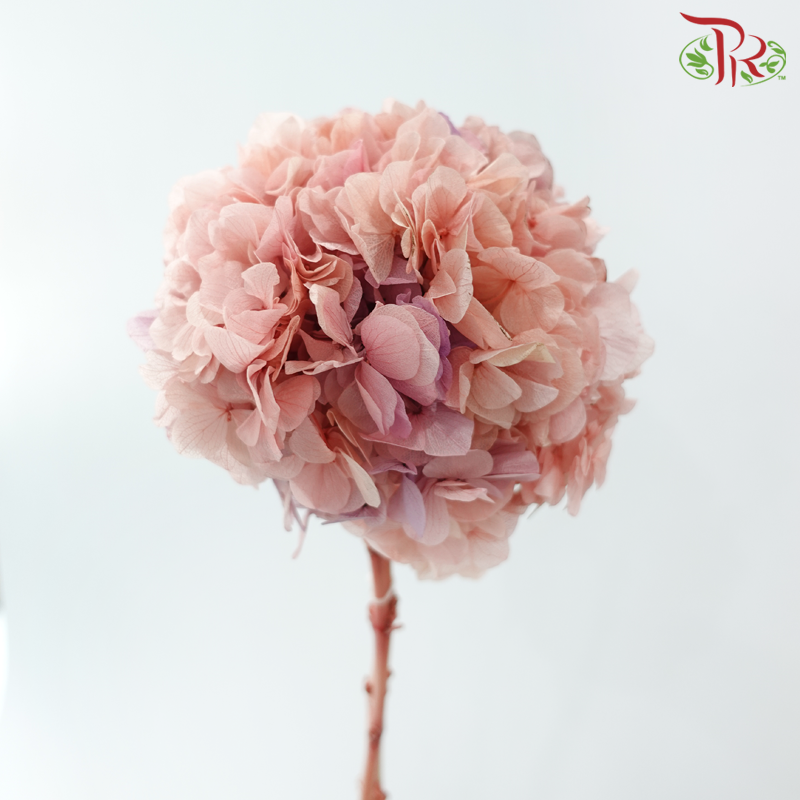 Preserved Hydrangea