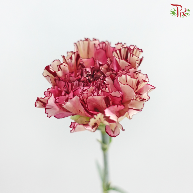 Carnation《康乃馨》