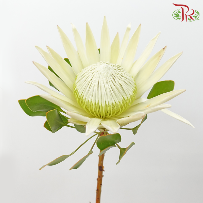 Protea - King White (Per Stem) - Pudu Ria Florist