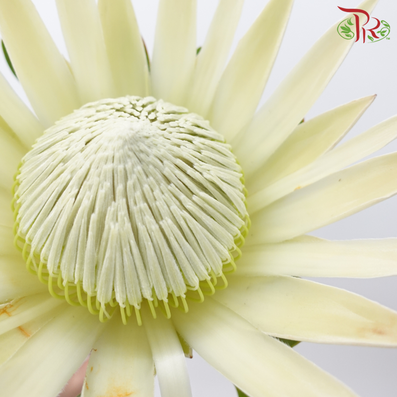 Protea - King White (Per Stem) - Pudu Ria Florist